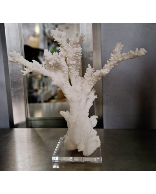 Dekoracija "White Tall Coral"
